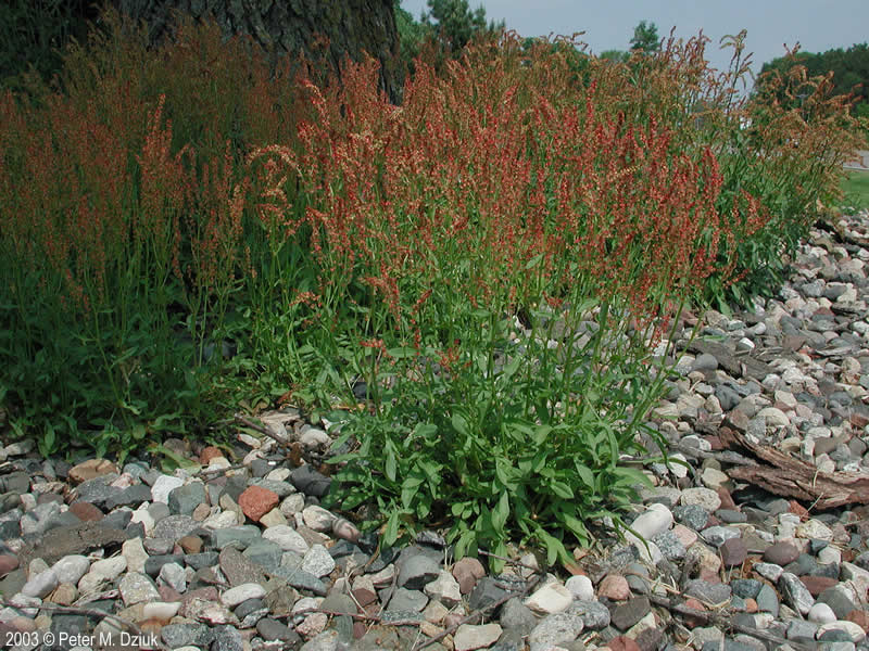Photo courtesy of Minnesota wildflowers