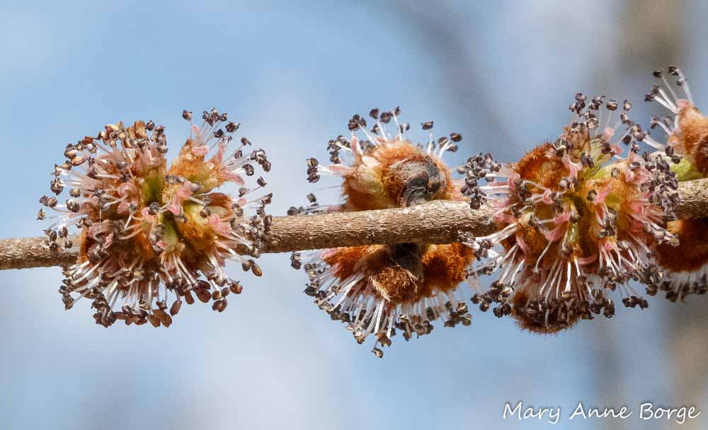 slippery elm blooms - photo courtesy of the-natural-web.org