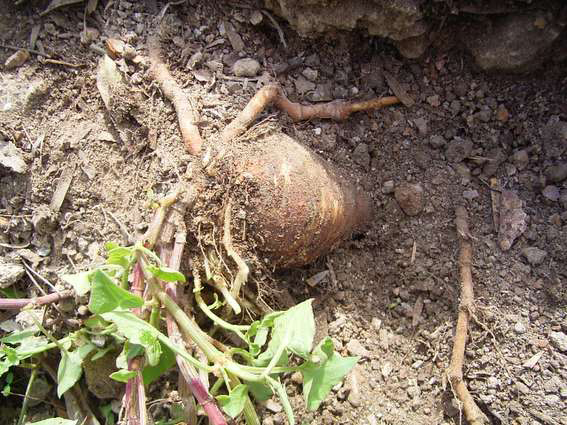 Turkey rhubarb root - photo courtesy of healthbenefitstimes.com