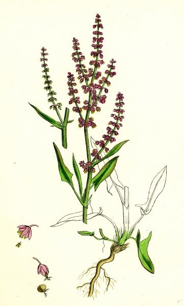 Rumex Acetosella, Sheep's Sorrel.